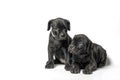 couple little puppy dog Ã¢â¬â¹Ã¢â¬â¹of breed canecorso on a white background in isolation close up